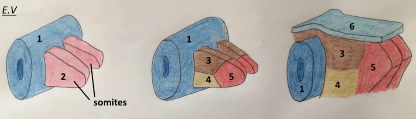 Figure 21 : Différenciation du mésoblaste para-axial segmenté en somites  Légende :  