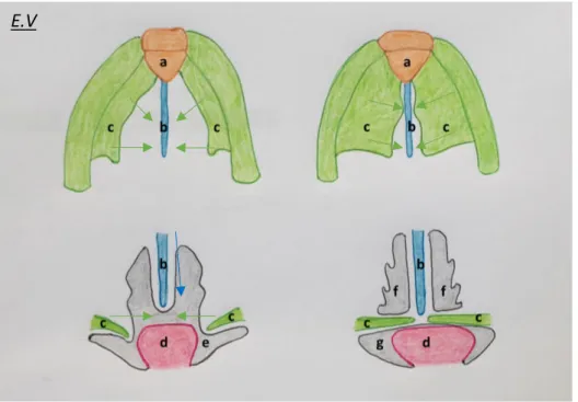 Figure 26 : Formation du palais, des fosses nasales et séparation  entre les fosses nasales et la cavité orale primitive 