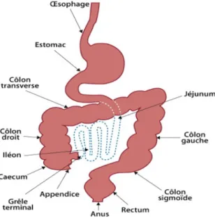 Figure 1 :Appareil digestif  