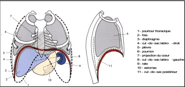 Figure n° 1 : Rapport du diaphragme en vues frontales et sagittales (26) 