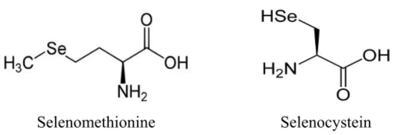 Figure 1. Selenomethionine and selenocysteine the main of organic forms of selenium. 