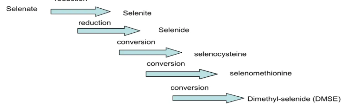 Figure 2. Formation of dimethyl-selenide [(CH3) 2 Se] in not accumulating selenium plants [25]
