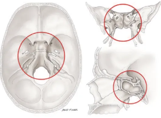 Figure 2 : représentation de la région centrale de la base du crâne selon Chapman et al