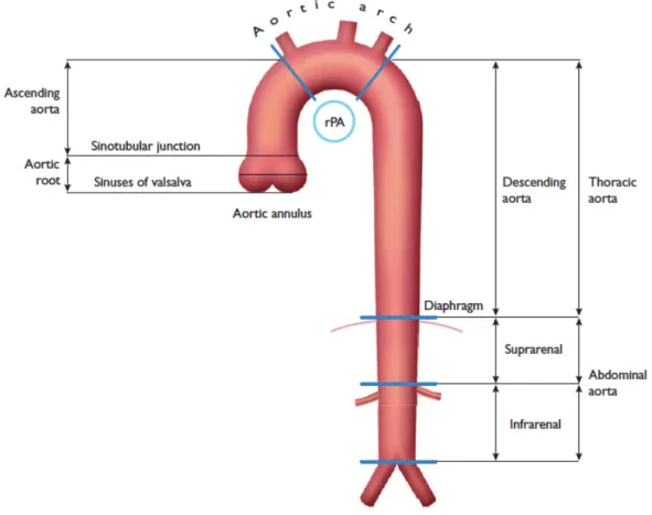 Figure 1 : schéma de l’aorte thoracique et abdominale, d’après (1)  