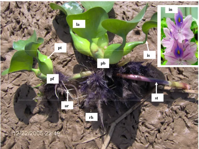 Figure  1.    Morphology  of  the  water  hyacinth.  pf  =    plant  daugther;  pb  =    petiole  with  bulb,  rivet washer forms produced in a floating state; ar =  adventitious root; in = fl orescence; is =   stalk  of  the  leave;  la  =  blade  of  lea