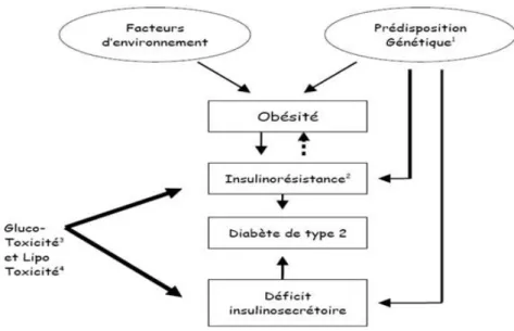 Tableau 1 : Fréquence estimée du diabète de type 2 chez les apparentés de diabétiques 