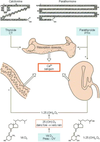 Figure 2 : Métabolisme phosphocalcique : la parathormone favorise la réabsorption rénale de calcium et la résorption osseuse