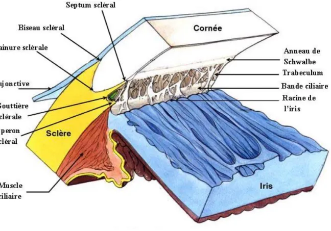 Figure 1: Représentation de l'angle irido-cornéen. (avec l’autorisation de l’auteur) 