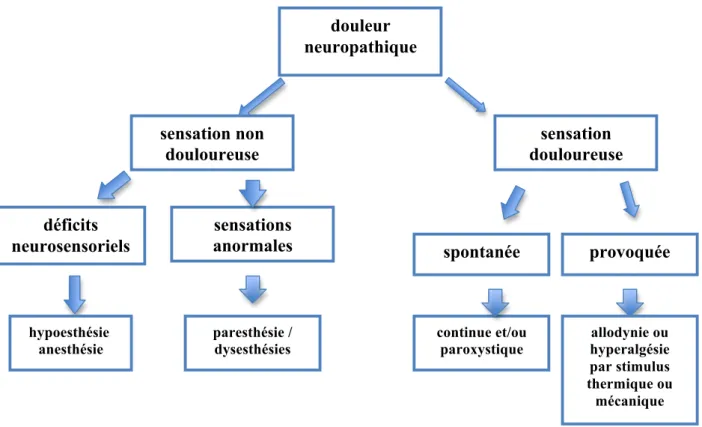Figure 1. Récapitulatif des principaux symptômes des DN (Bouhassira et Attal 2012). 