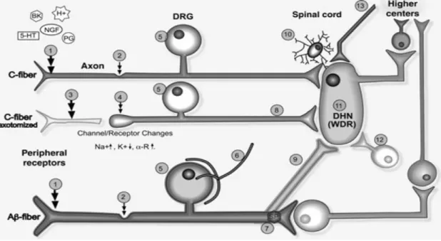 Figure 3. Changements du système nerveux central et périphérique dans la douleur  chronique.(Benoliel et al
