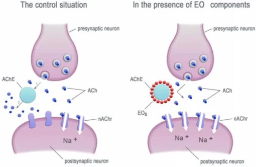 Figure 2 : The essential oils’ components inhibit the acetylcholinesterase (AChE) activity