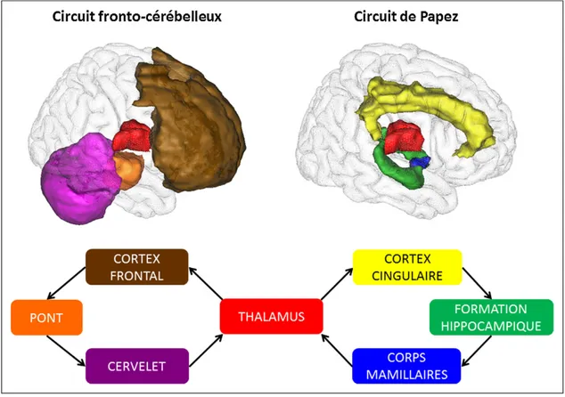 Figure 2- Altération des circuits fronto-cérébelleux et de Papez dans l’alcoolo-dépendance selon  Pitel et al (2015) (58) 