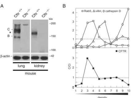 Fig. 19.3. Immunoblotting and density distribution of CFTR in mouse kidney homogenates using Percoll gradient