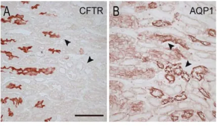 Fig. 19.2. Segmental distribution of CFTR along the mouse nephron. Immunoper- Immunoper-oxidase labeling for CFTR (a) and AQP1 (b) was performed on serial sections (5 μ m) of mouse Cftr +/+ kidneys