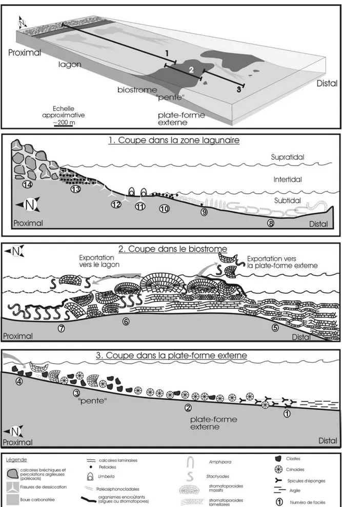 Figure IV.8: schéma du modèle de plate-forme sud et représentation des principales ceintures de faciès