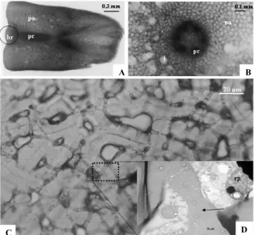 Figure 2. Longitudinal section of the Euterpe oleracea embryo (A), where  it  is  shows  the  hypocotyl-radicle  axis  (hr),  procambium  (pc)  and  parenchyma (pa)