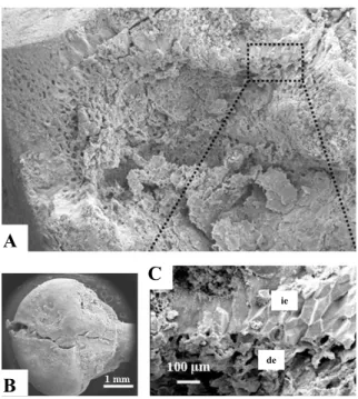 Figure  7. Scanning  electron  photo-microscopy  of  part  of  the  endosperm. Cavity formed after the haustorium to be removed  (A)