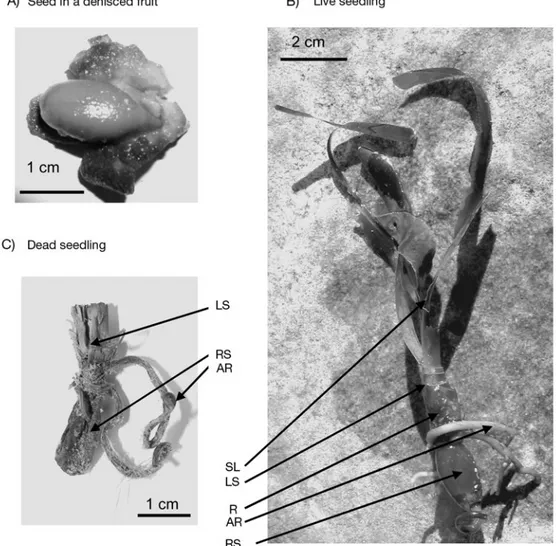 Fig. 1. Posidonia oceanica. (A) Mature seed in a dehisced fruit, (B) live seedling and (C) dead seedling