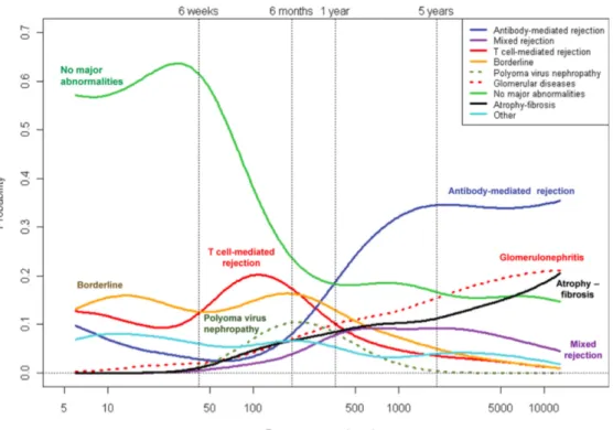 Figure 7 : Évolution dans le temps des différentes lésions observées sur la biopsie du greffon  rénal  