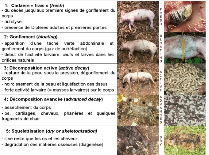 Figure 1: Les stades de décomposition d’une carcasse de vertébrés (cochon domestique) exposée à l’air libre