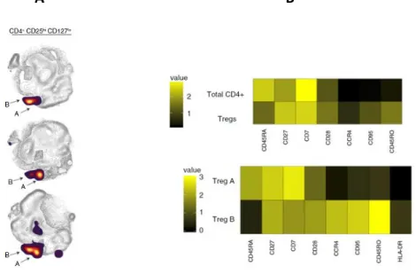 Figure 4. Identification des sous populations de lymphocytes T régulateurs par clustering  automatisé 