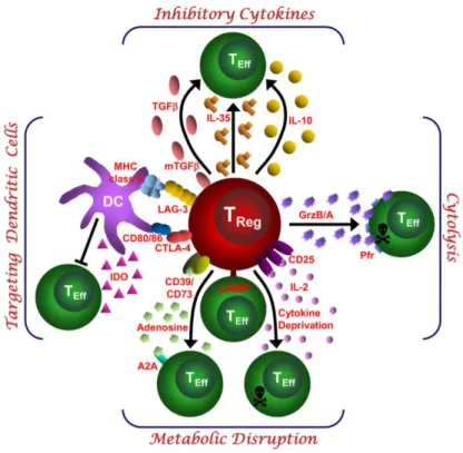 Figure 5. Mécanismes utilisés par les lymphocytes T régulateurs pour médier l’immunosuppression  D’après Vignali et al