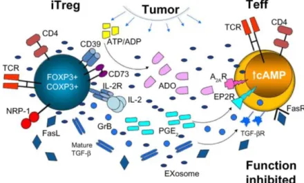 Figure 7. Mécanismes suppresseurs utilisés par les lymphocytes T régulateurs accumulés dans le  microenvironnement tumoral (iTregs activés) pour inhiber les cellules T effectrices 
