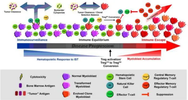 Figure 8. Représentation schématique de l’évolution du phénotype des lymphocytes T régulateurs  mémoires dans le contexte d’immunoédition des SMD : conséquences en termes 