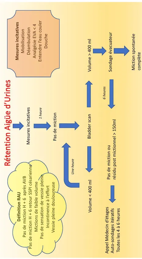 Figure 1 : Algorithm for the management of urine retention.