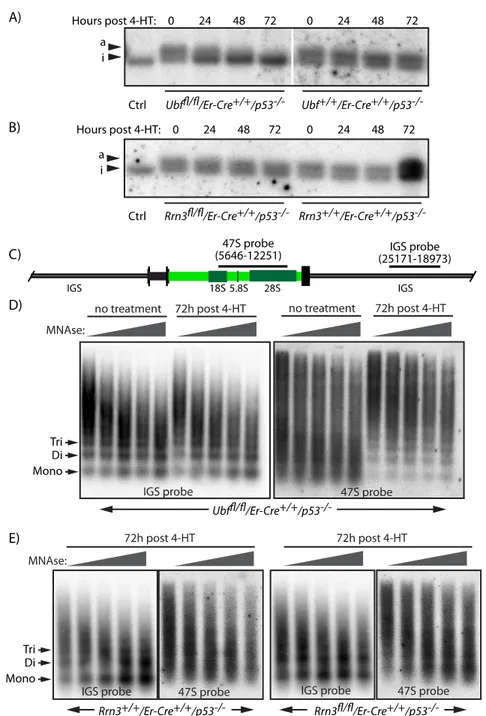 Figure 2.4 Loss of UBF induces nucleosomal formation and shut down of rRNA genes 