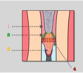 Figure 8 : Illustration schématisée du complexe fibreux dento-parodontal au niveau du septum  interdentaire
