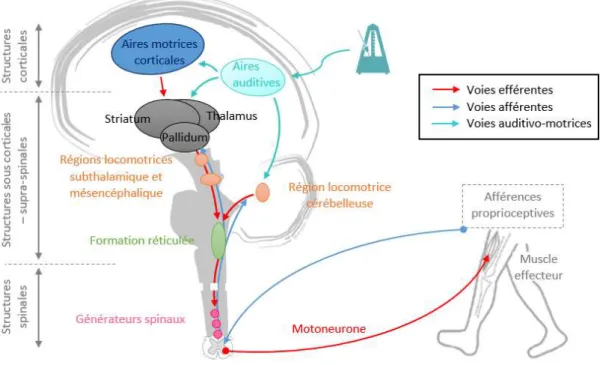 Figure 4 – Schématisation simplifiée de l’organisation neurophysiologique de la marche  avec ajout de la stimulation rythmique auditive 