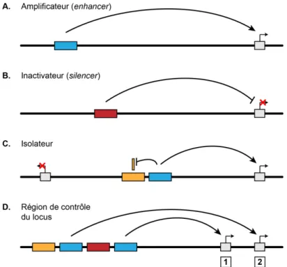 Figure   1.3:   Représentation   schématique   du   mécanisme   d’action   des   séquences   régulatrices  distales