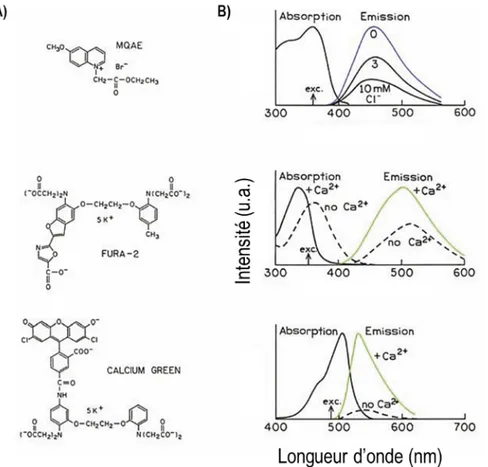 Figure 5. A) Exemples de sondes fluorescentes et B) leurs spectres respectifs. 26 