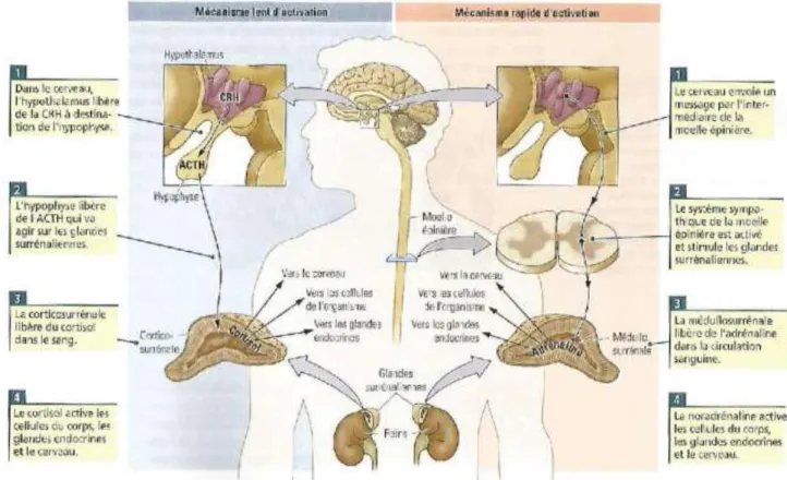 Figure 7 : Mécanismes physiologiques mis en jeu lors de la réponse au stress (Kolb et Whishaw, 2002) 