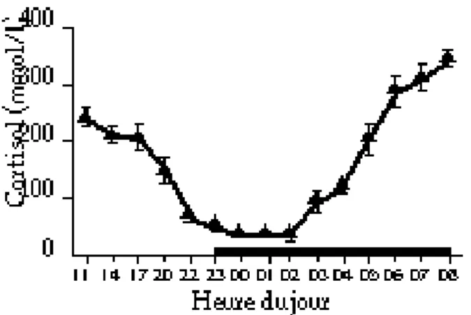 Figure 8 : Variations circadiennes des concentrations plasmatiques de cortisol (Feret, 2009) 