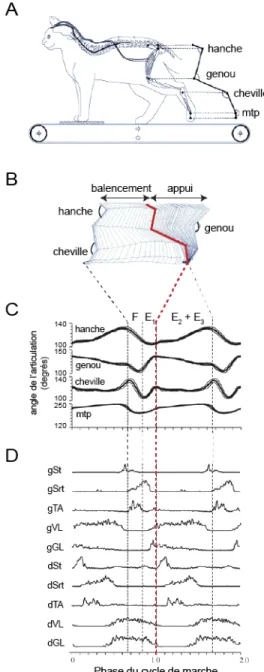 Figure 0.1: Les différentes phases du cycle de marche chez le chat. (A) Représentation schématique du modèle  expérimental., (B) Diagramme en bâtons représentant les variations des angles articulaires de la hanche, du genou, de  la cheville et de l’articul