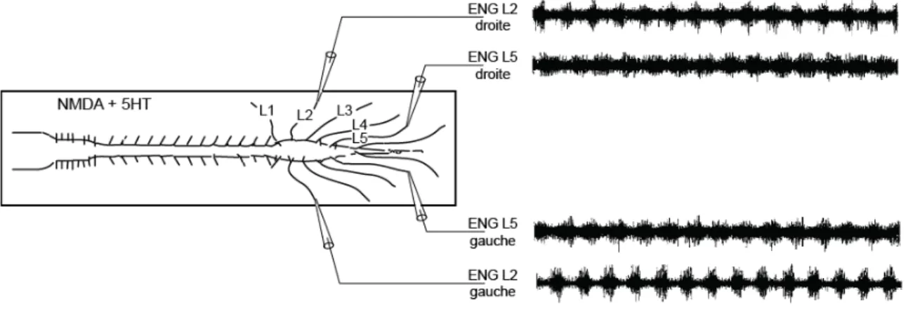Figure 0.5:  Capacité de la moelle épinière néonatale isolée à générer une activité rythmique locomotrice