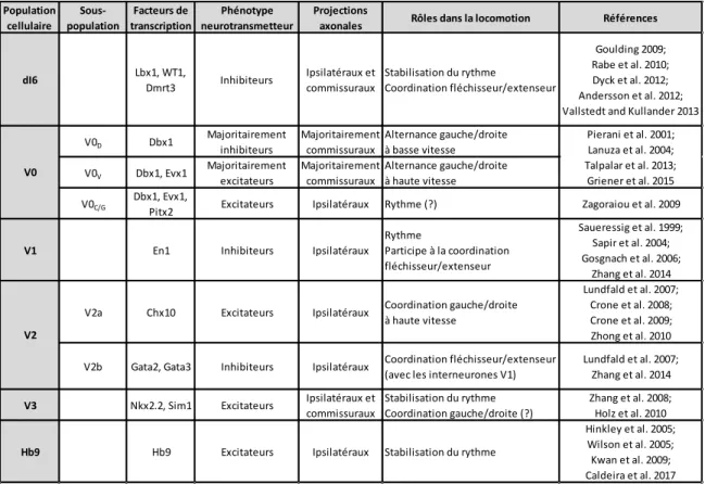 Tableau 1: Vision actuelle des populations interneuronales génétiquement identifiées et leur implication dans  la locomotion