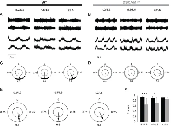 Figure 1.3 : Bilateral and ipsilateral coordination of DSCAM 2J  and WT mice during neonatal fictive locomotion