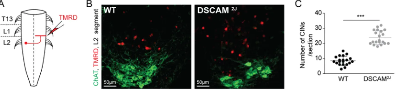 Figure 1.4  :  Number of commissural interneurons (CINs) in the L2 segment of WT and DSCAM 2J   neonatal  spinal cords