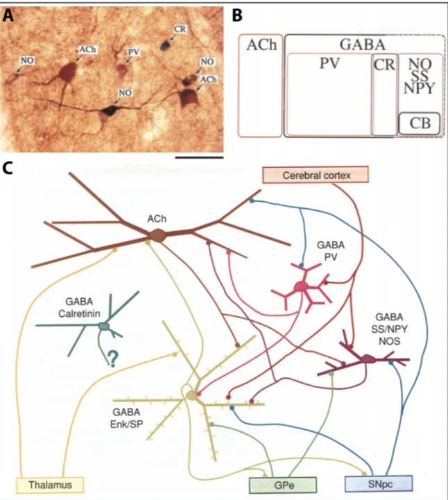 Figure 1.6. Représentation des différentes catégories d’interneurones du striatum. A)  Marquage im- im-muno- et histochimique des différents types d’interneurones du striatum chez le rat