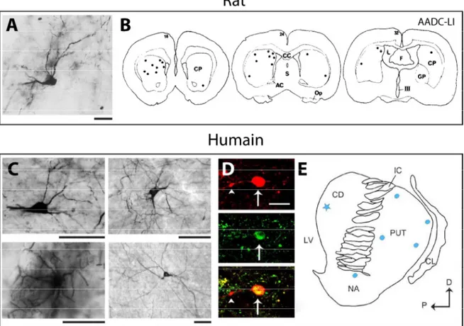 Figure 1.11. Morphologie et distribution des interneurones TH+ du striatum chez le rat et l'humain