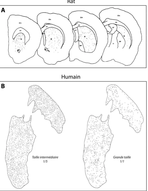 Figure 1.13. Distribution des interneurones CR+ chez le rat et chez l'humain. A) Distribution des  interneurones CR+ chez le rat, [Modifiée de (Bennett and Bolam, 1993a)]