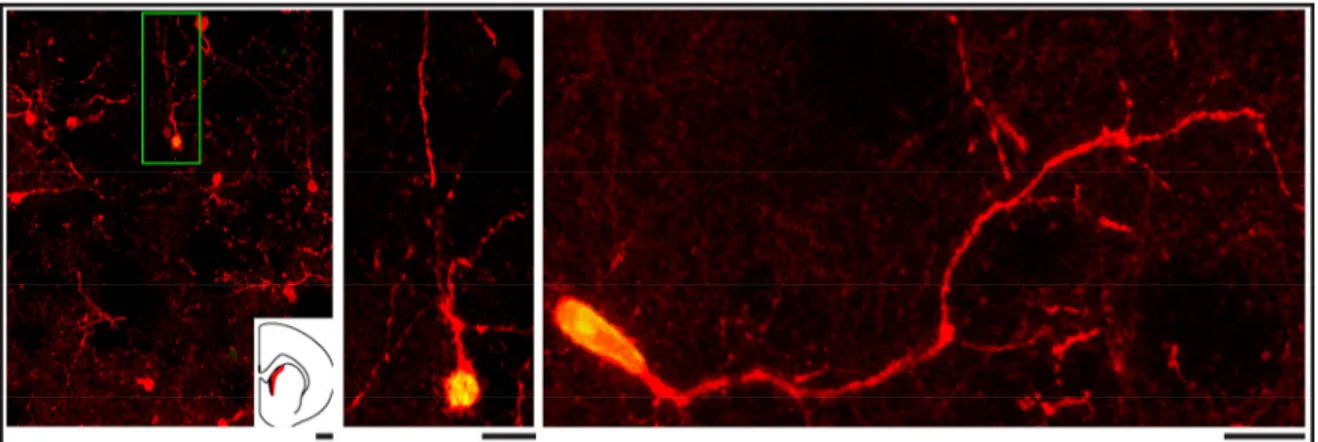Figure 1.16. Neurogenèse striatale postnatale des interneurones CR+ chez le rat. Exemple de cellules  immunoréactives pour le BrdU (vert) et la CR (rouge) dans le striatum (4-5 semaines après l’injection de  BrdU) chez le rat, [Modifiée de (Dayer et al., 2