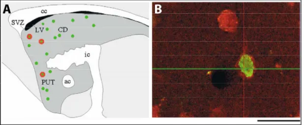 Figure 1.17. Neurogenèse postnatale dans le striatum chez le singe (Saimiri sciureus)