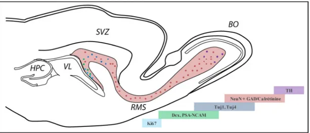 Figure 1.18. Schématisation de la neurogenèse le long de la voie de migration vers le bulbe ol- ol-factif