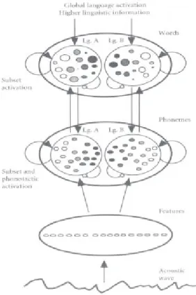Figure 2. Représentation visuelle du modèle BIMOLA où words = mots, features = traits  Le modèle de Grosjean fonctionne avec des processus ascendants et descendants simultanés