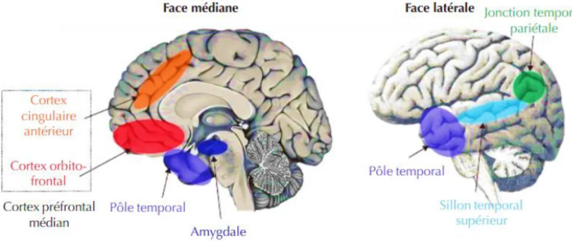 Figure 7 : Les bases anatomiques de la théorie de l'esprit, DUVAL et coll. (2011) 