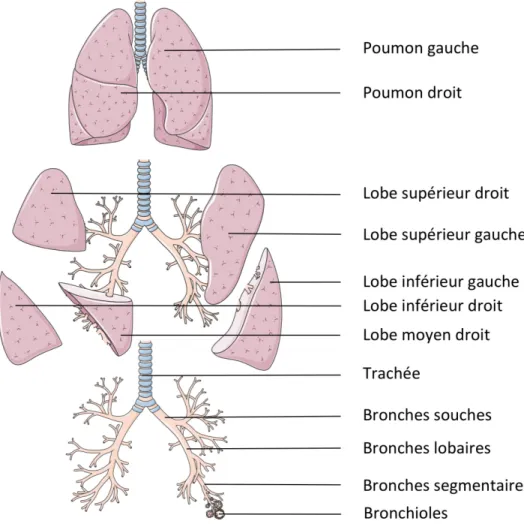 Figure 1.3 Anatomie pulmonaire. 